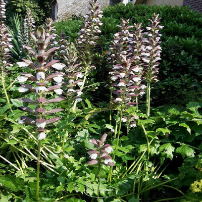 Stekelige berenklauw (Acanthus mollis 'Latifolius')