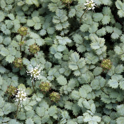 Stekelnootje (Acaena buchananii)