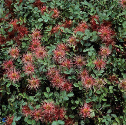 Stekelnootje (Acaena microphylla 'Kupferteppich') - Tuinplanten
