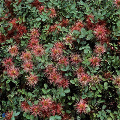 Stekelnootje (Acaena microphylla 'Kupferteppich')