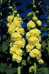 Stokroos (Alcea rosea 'Aurea')