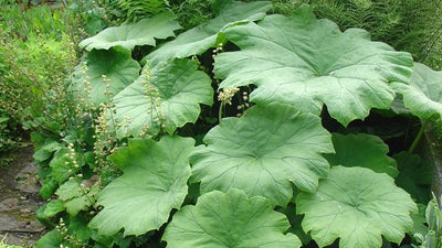 Tafelblad (Astilboides tabularis)