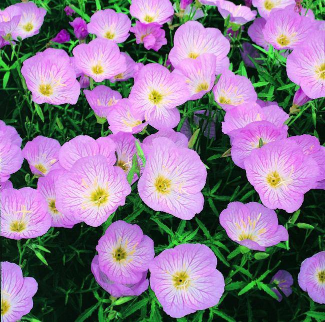 Teunisbloem (Oenothera speciosa 'Siskiyou') - Tuinplanten