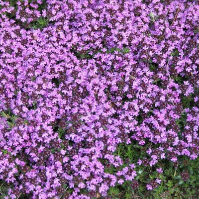 Tijm (Thymus praecox 'Coccineus')