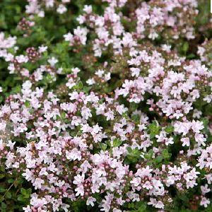 Tijm (Thymus praecox 'Pink Chintz')