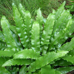 Tong varen (Asplenium scolopendrium)