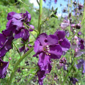 Toorts (Verbascum phoeniceum)