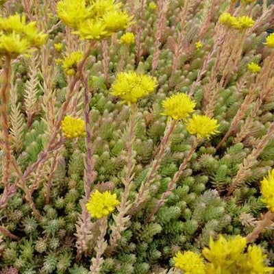 Tripmadam (Sedum reflexum)