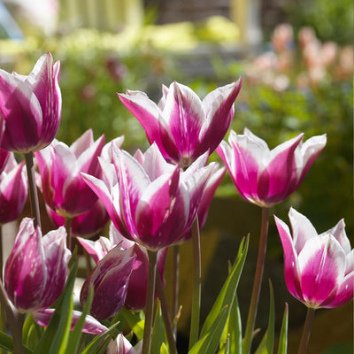 Tulipa Claudia, Leliebloemig - 20 stuks