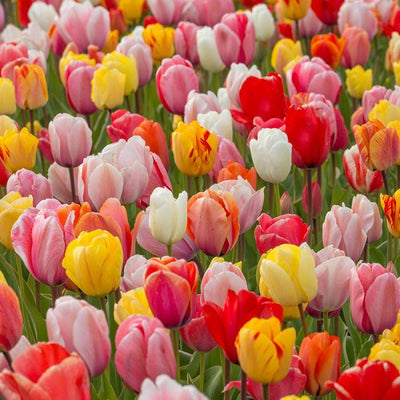 Tulipa Viridiflora Mix - 25 stuks