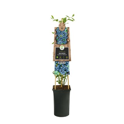 Klimplant Vaccinium corymbosum Goldtraube (bosbes)