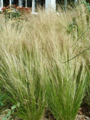 Vedergras (Stipa tenuissima 'Pony Tails™')