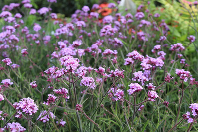 Ereprijs (Verbena bonariensis 'Lollypop')