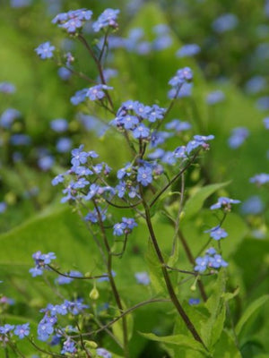 Vergeet-mij-niet (Brunnera macrophylla)