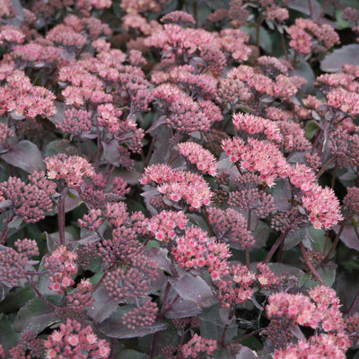 Vetkruid (Sedum Class Act)