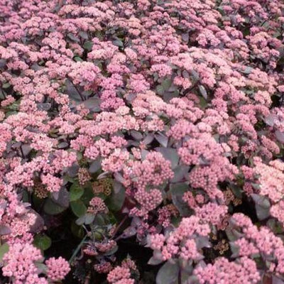 Vetkruid (Sedum hybride 'Karfunkelstein')