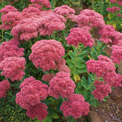 Vetkruid (Sedum hybridum 'Autumn Joy')