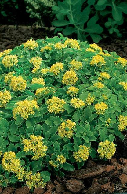 Vetkruid (Sedum selskianum) - Tuinplanten