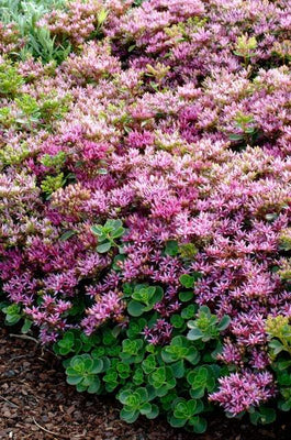 Vetkruid (Sedum spurium 'Splendens')