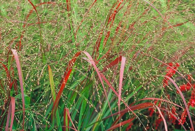 Vingergras (Panicum virg. 'Sqauw')