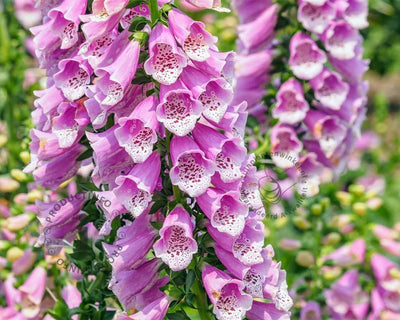 Vingerhoedskruid (Digitalis purpurea ‘Gloxiniiflora’)