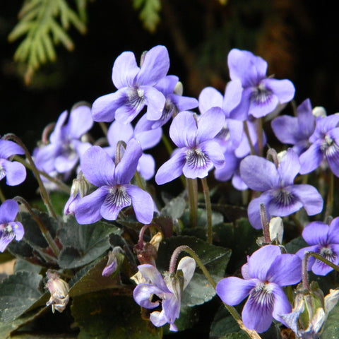Viooltje (Viola labradorica)