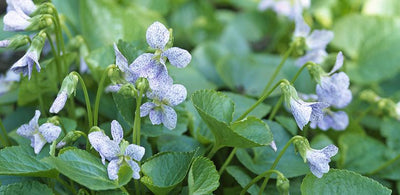 Viooltje (Viola sororia 'Freckles')