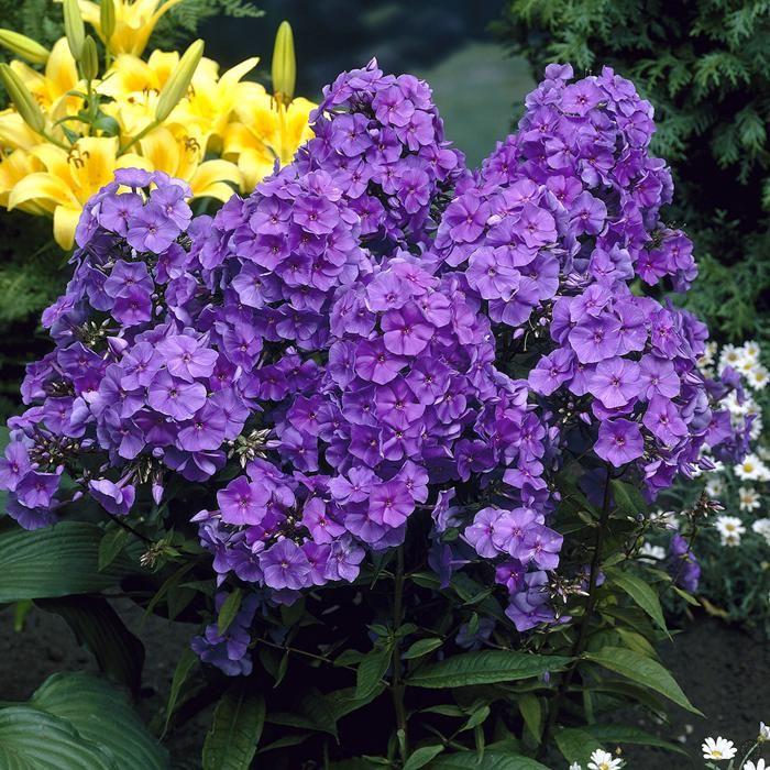 Vlambloem (Phlox (P) 'Amethyst') - Tuinplanten