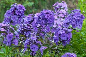 Vlambloem (Phlox (P) 'Blue Paradaise')