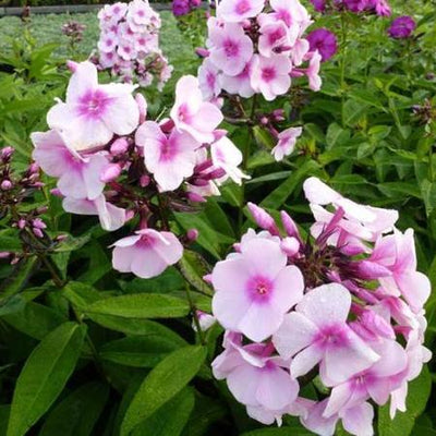 Vlambloem (Phlox (P) 'Bright Eyes')