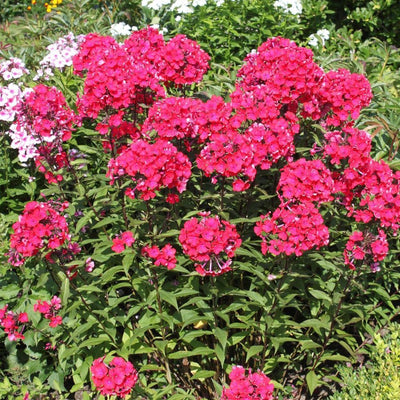 Vlambloem (Phlox (P) 'Starfire')