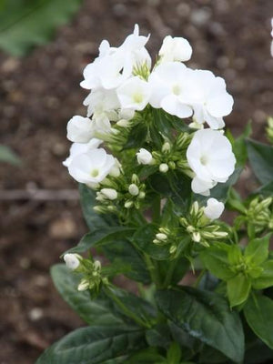 Vlambloem (Phlox (P) 'White Admiral')