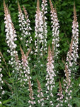Vlasleeuwenbek (Linaria purpurea 'Canon J. Went')