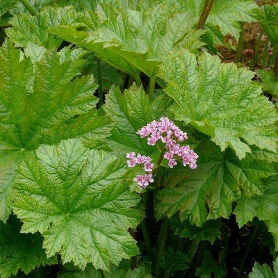 Voetblad (Darmera peltata)