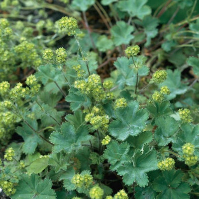 Vrouwenmantel (Alchemilla erythropoda)