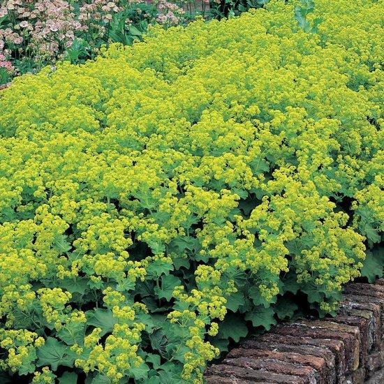 Vrouwenmantel (Alchemilla mollis 'Robustica') - Tuinplanten
