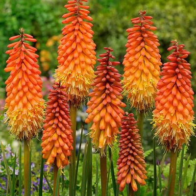 Vuurpijl (Kniphofia 'Alcazar')