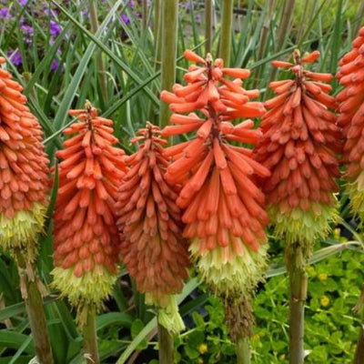 Vuurpijl (Kniphofia 'Royal Standard')