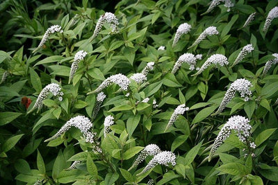 Wederik (Lysimachia clethroides)