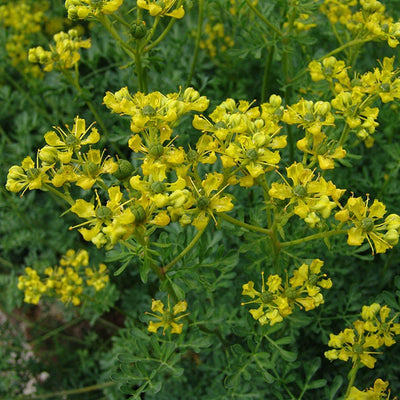 Wijnruit (Ruta graveolens)