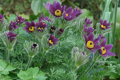 Wildemanskruid (Pulsatilla vulgaris) - Tuinplanten