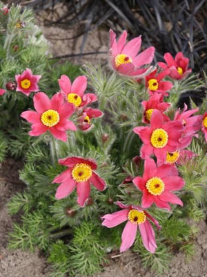 Wildemanskruid (Pulsatilla vulgaris 'Rubra')