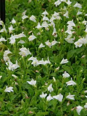 Wit muiltje (Mazus reptans)