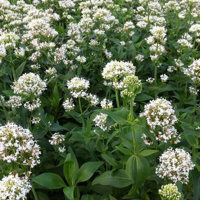 Witte valeriaan (Centranthus ruber 'Albus')