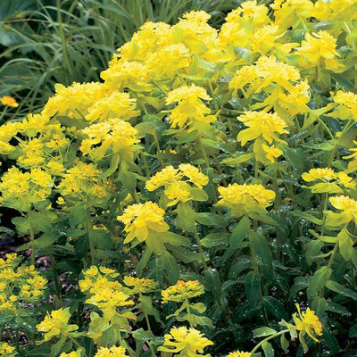 Wolfsmelk (Euphorbia polychroma)