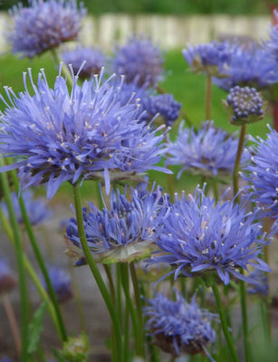 Zandblauwtje (Jasione laevis 'Blaulicht')