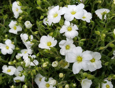 Zandkruid (Arenaria montana)