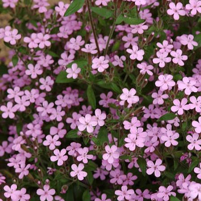 Zeepkruid (Saponaria ocymoides)