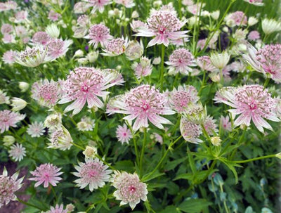 Zeeuws knoopje (Astrantia major)