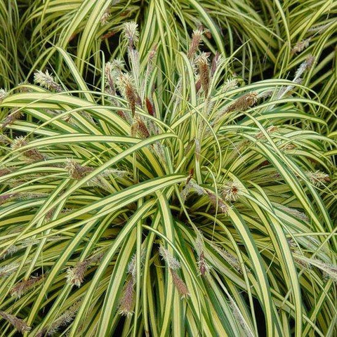 Zegge (Carex oshimensis 'Evergold')